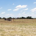 BWA NW OkavangoDelta 2016DEC02 Mokoro 026 : 2016, 2016 - African Adventures, Africa, Botswana, Date, December, Mokoro Base Camp, Month, Northwest, Okavango Delta, Places, Southern, Trips, Year